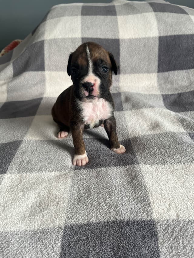 Boxer Puppies Available,  Responsible & Trusted Breeder media 5
