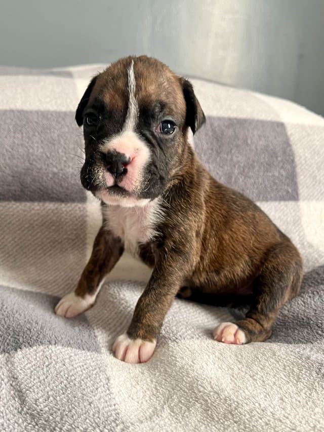 Boxer Puppies Available,  Responsible & Trusted Breeder media 7