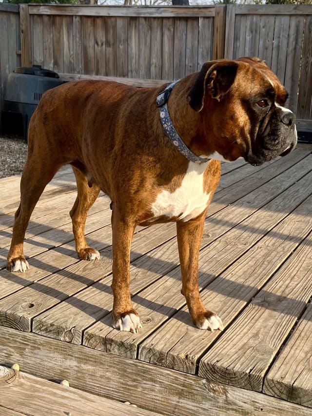 Boxer Puppies Available,  Responsible & Trusted Breeder media 10