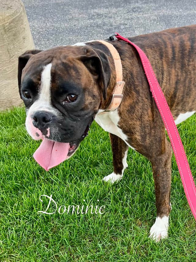 Boxer Puppies Available,  Responsible & Trusted Breeder media 11
