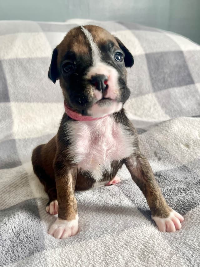 Boxer Puppies Available,  Responsible & Trusted Breeder media 6