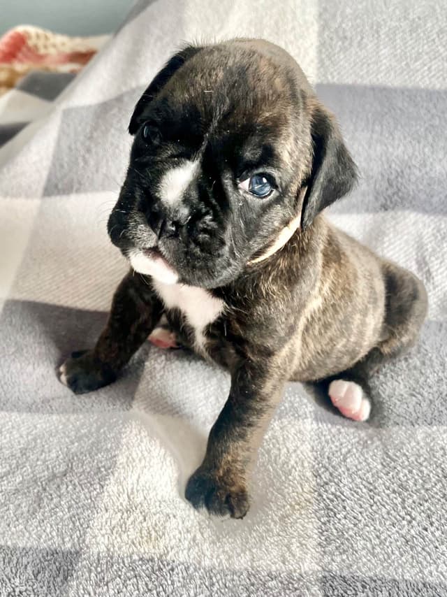 Boxer Puppies Available, Responsible & Trusted Breeder media 3