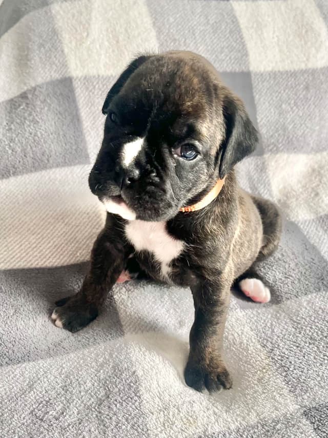 Boxer Puppies Available, Responsible & Trusted Breeder media 2