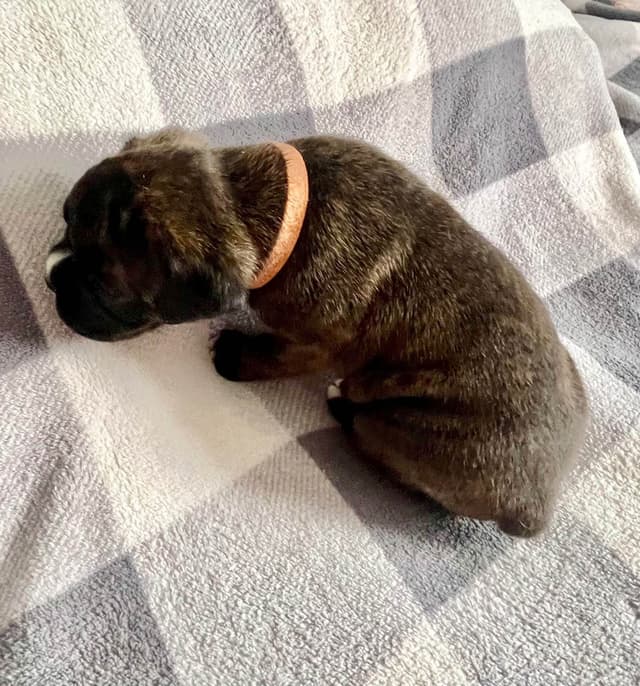 Boxer Puppies Available, Responsible & Trusted Breeder media 6