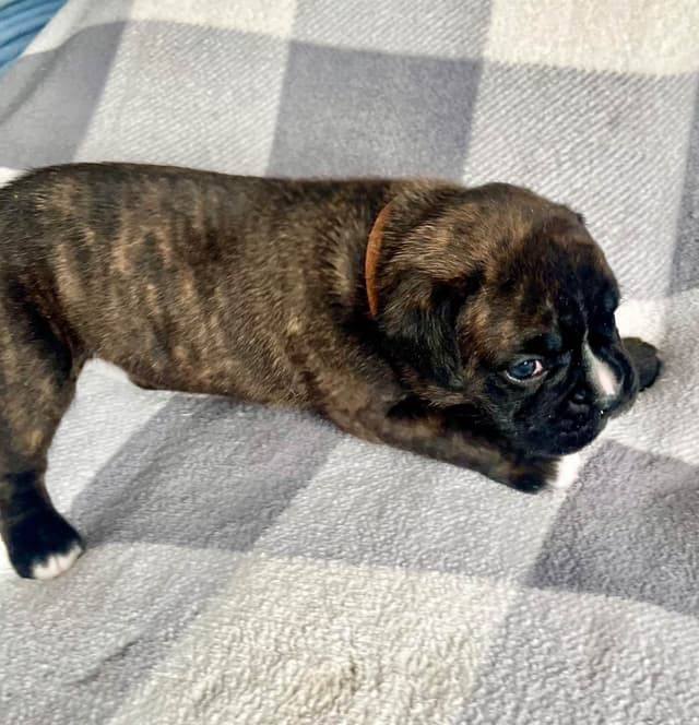 Boxer Puppies Available, Responsible & Trusted Breeder media 7