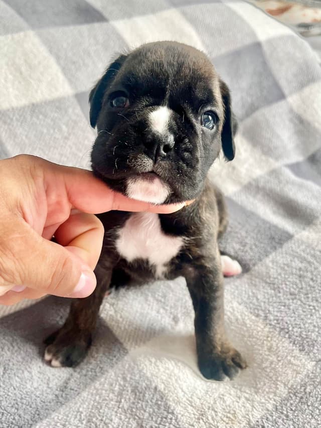 Boxer Puppies Available, Responsible & Trusted Breeder media 4