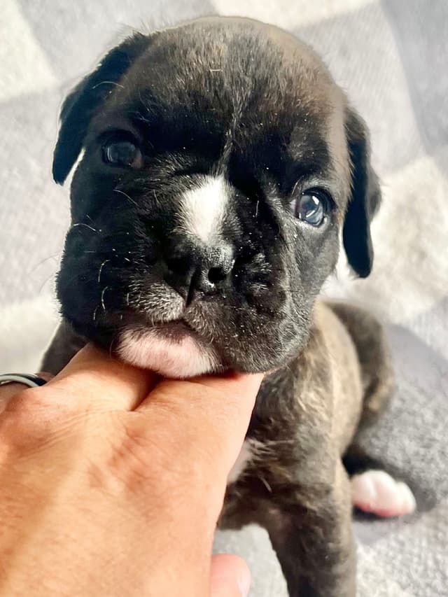 Boxer Puppies Available, Responsible & Trusted Breeder media 5