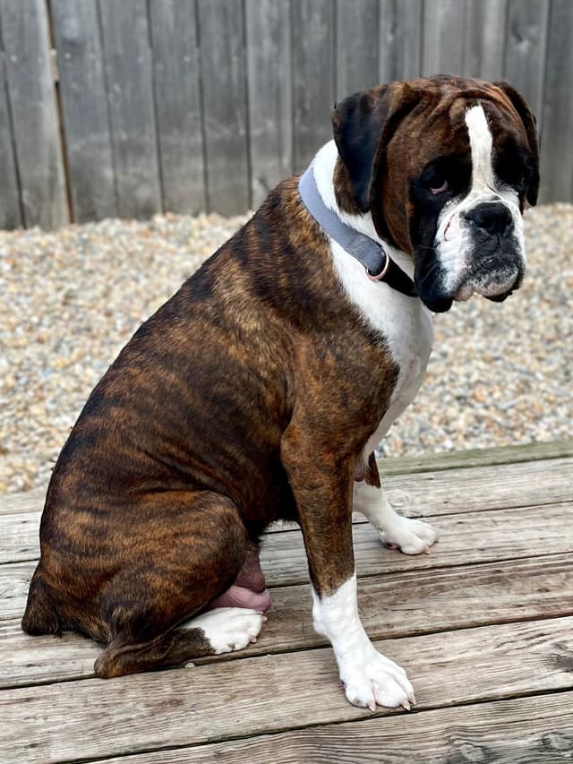 Boxer Puppies Available, Responsible & Trusted Breeder media 8