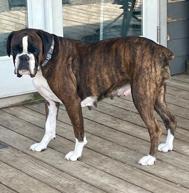 Boxer Puppies Available, Responsible & Trusted Breeder media 9