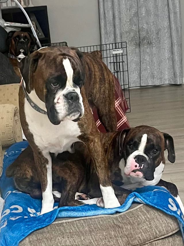 Boxer Puppies Available, Responsible & Trusted Breeder media 11