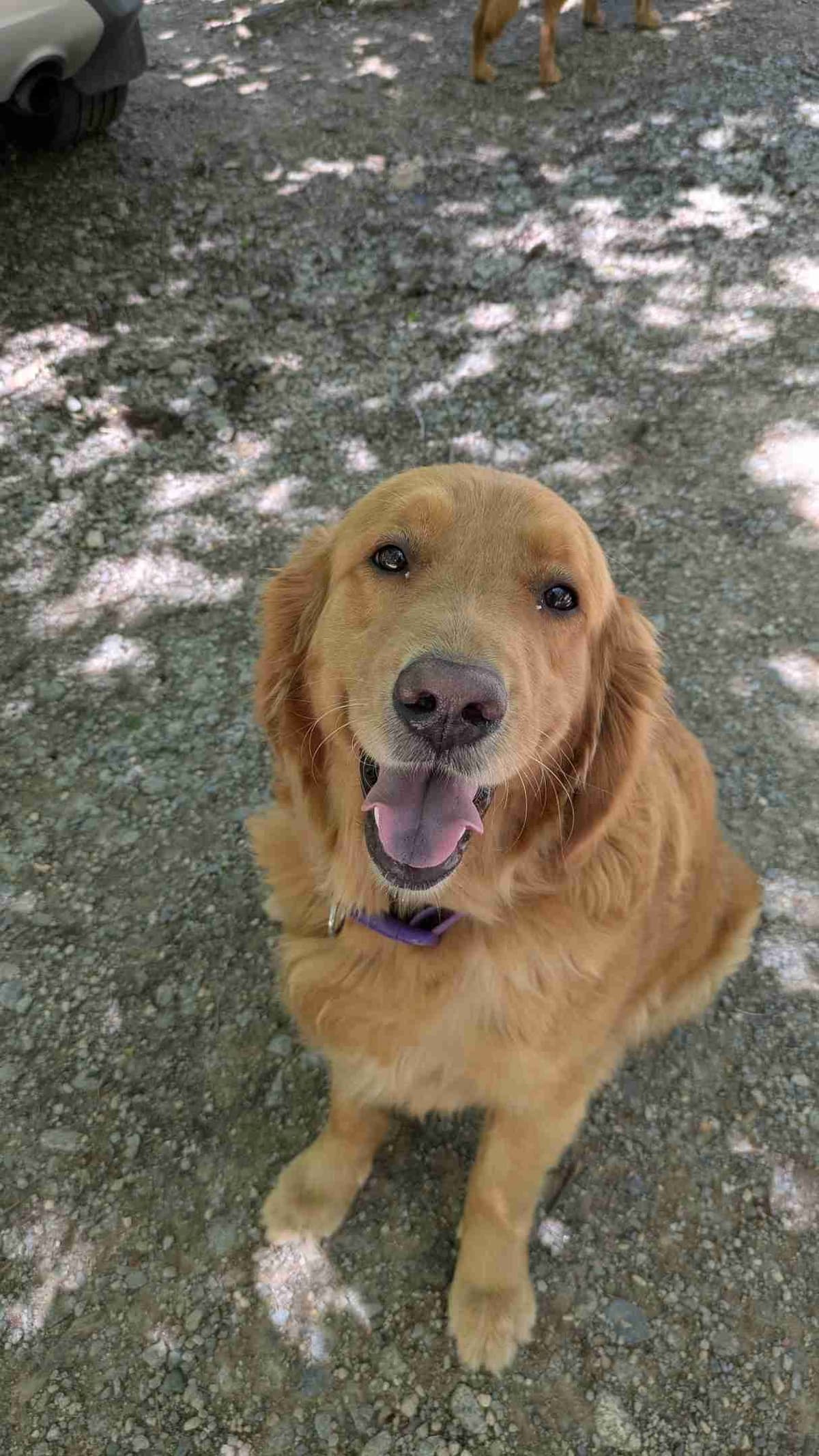 Golden Retriever Puppies breeder image 2