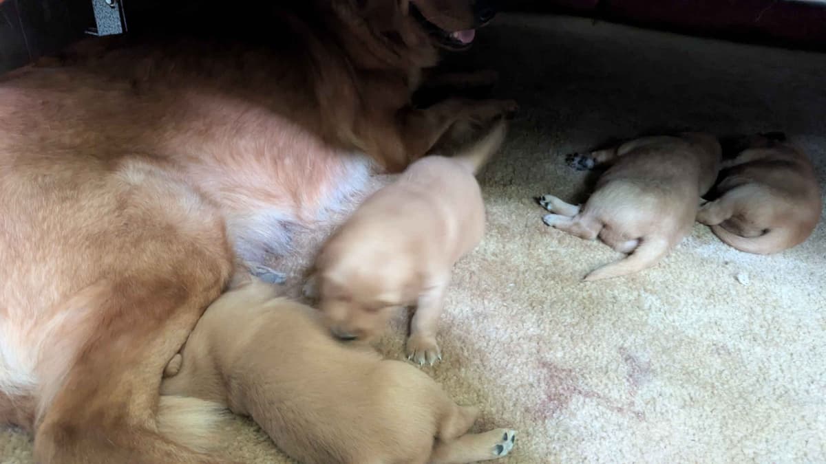 Golden Retriever Puppies breeder image 3
