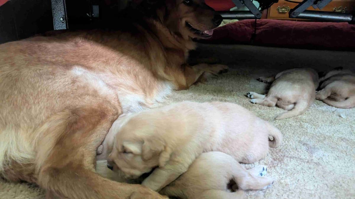 Golden Retriever Puppies breeder image 4