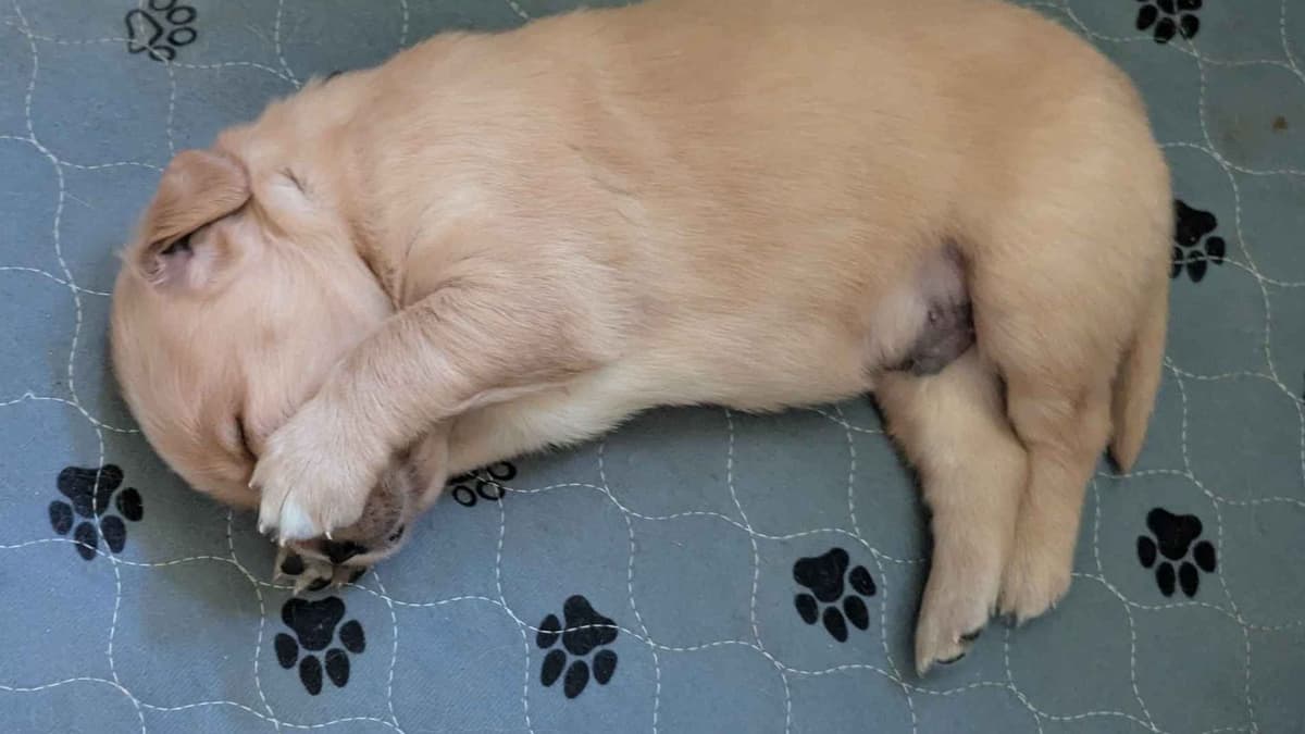Golden Retriever Puppies breeder image 7