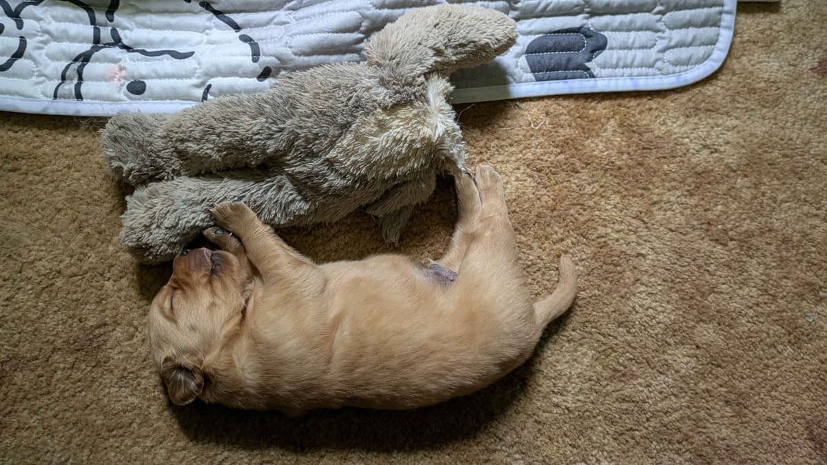 Golden Retriever Puppies breeder image 5