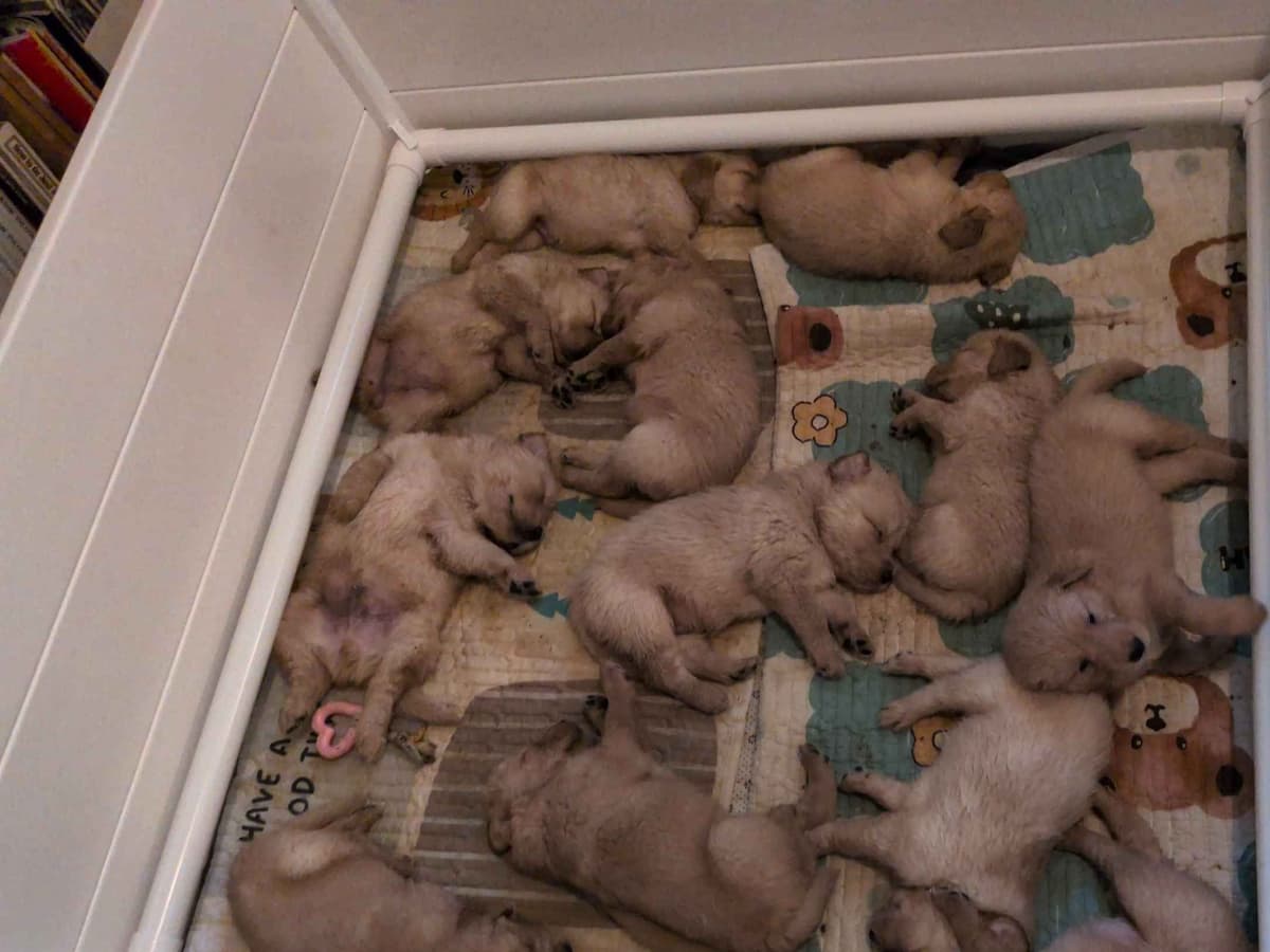 Golden Retriever Puppies breeder image 6
