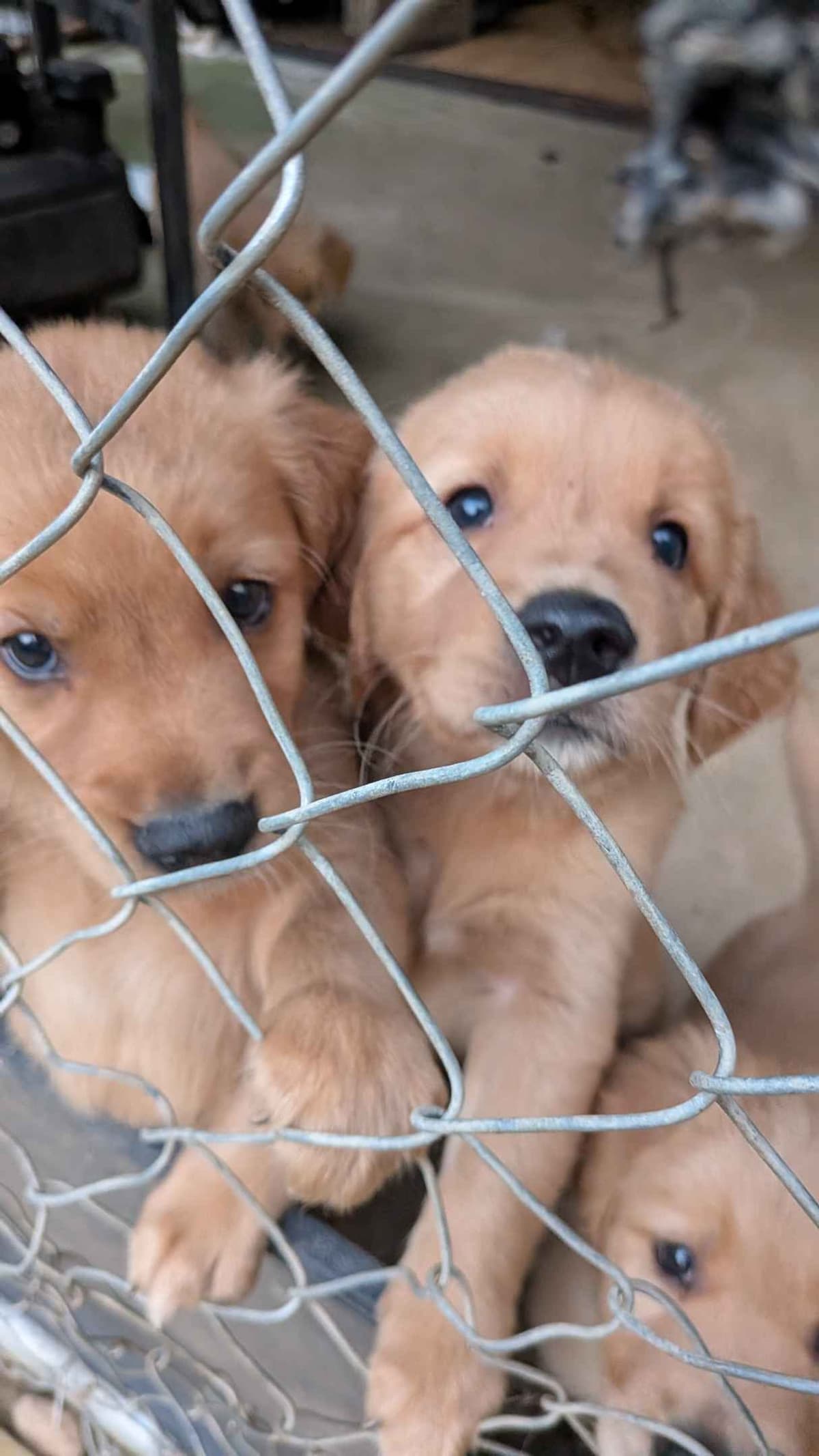Golden Retriever Puppies breeder image 9