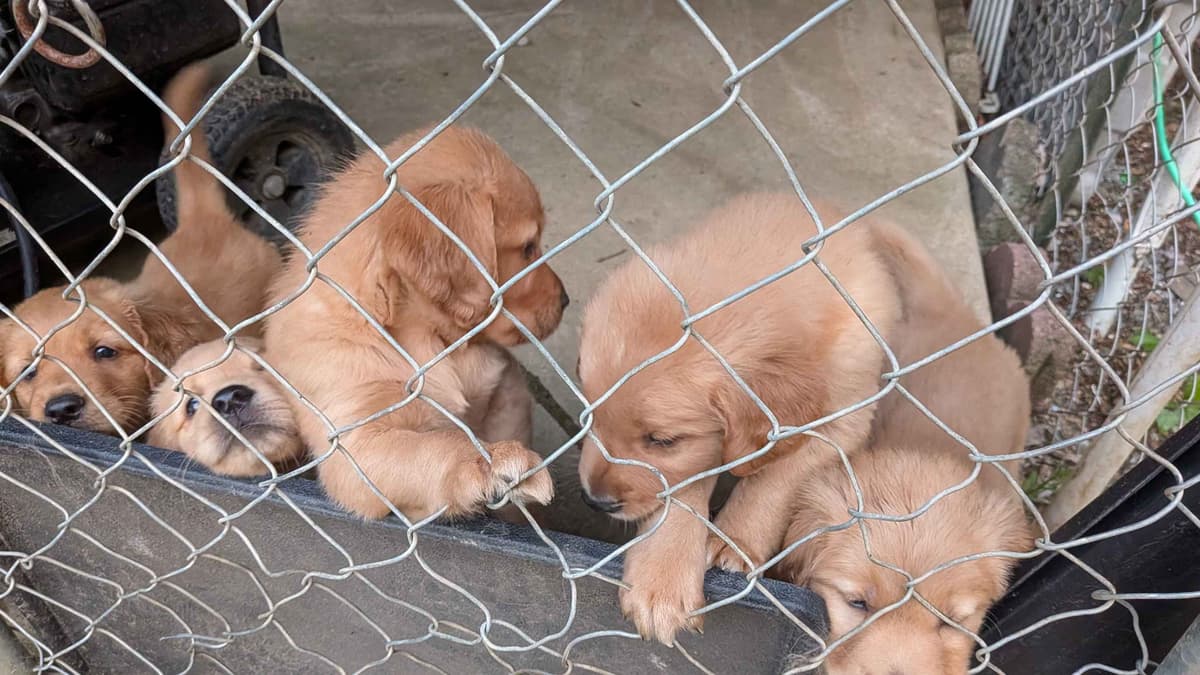 Golden Retriever Puppies breeder image 8