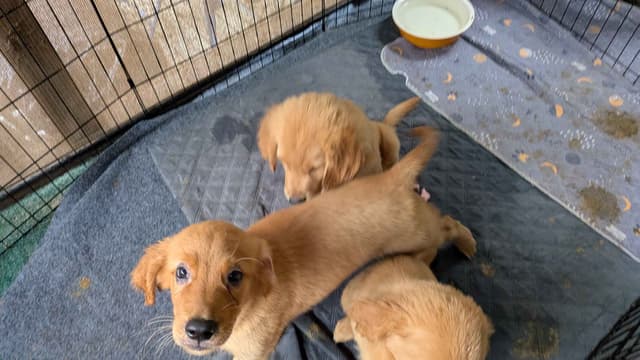 Golden Retriever Puppies media 3