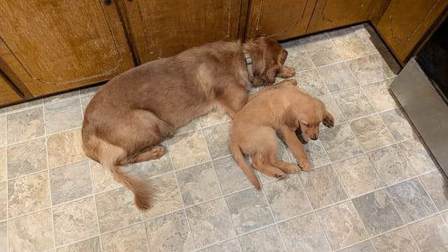 Golden Retriever Puppies media 2