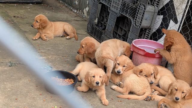 Golden Retriever Puppies media 4