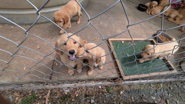 Golden Retriever Puppies media 6