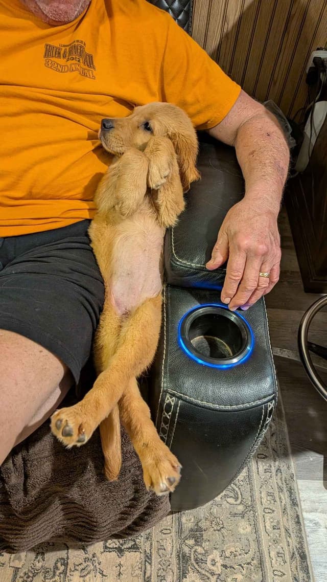 Golden Retriever Puppies media 5