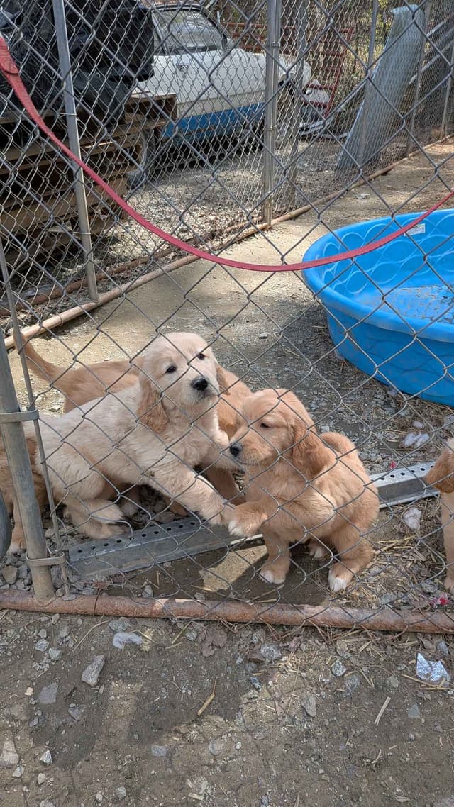 Golden Retriever Puppies media 2