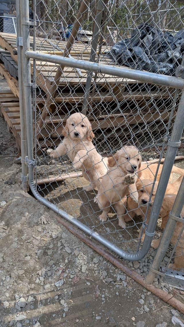 Golden Retriever Puppies media 3