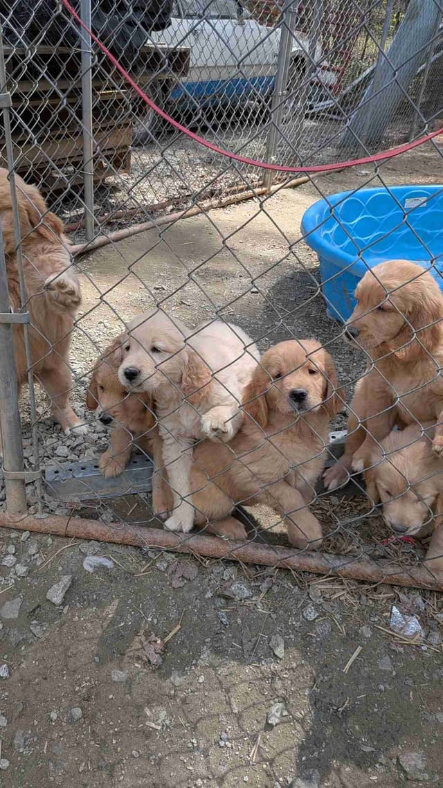 Golden Retriever Puppies media 4