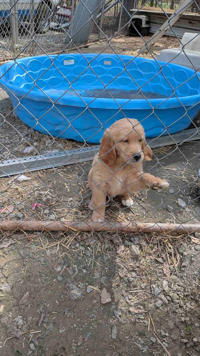 Golden Retriever Puppies media 5