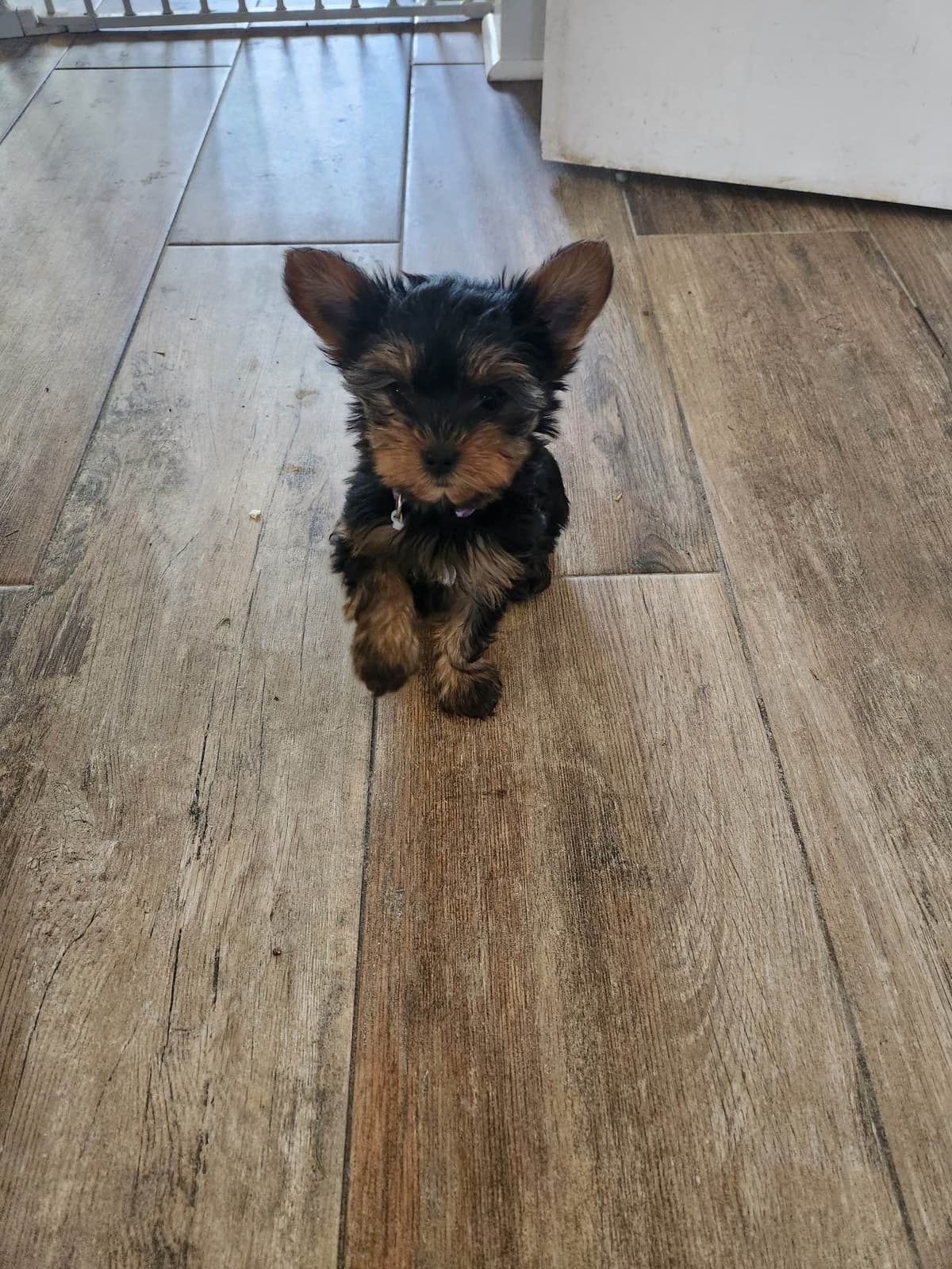 Yorkshire Terrier Blue and Gold Female  Puppy breeder image 2