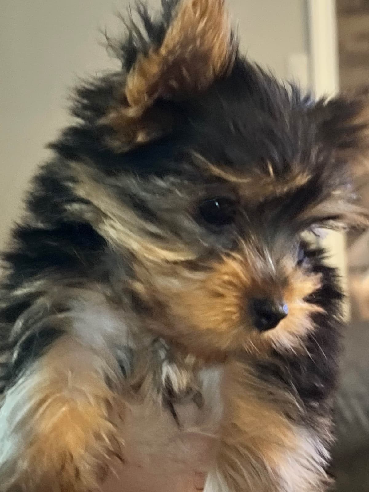 Yorkshire Terrier Blue and Gold Female  Puppy breeder image 3