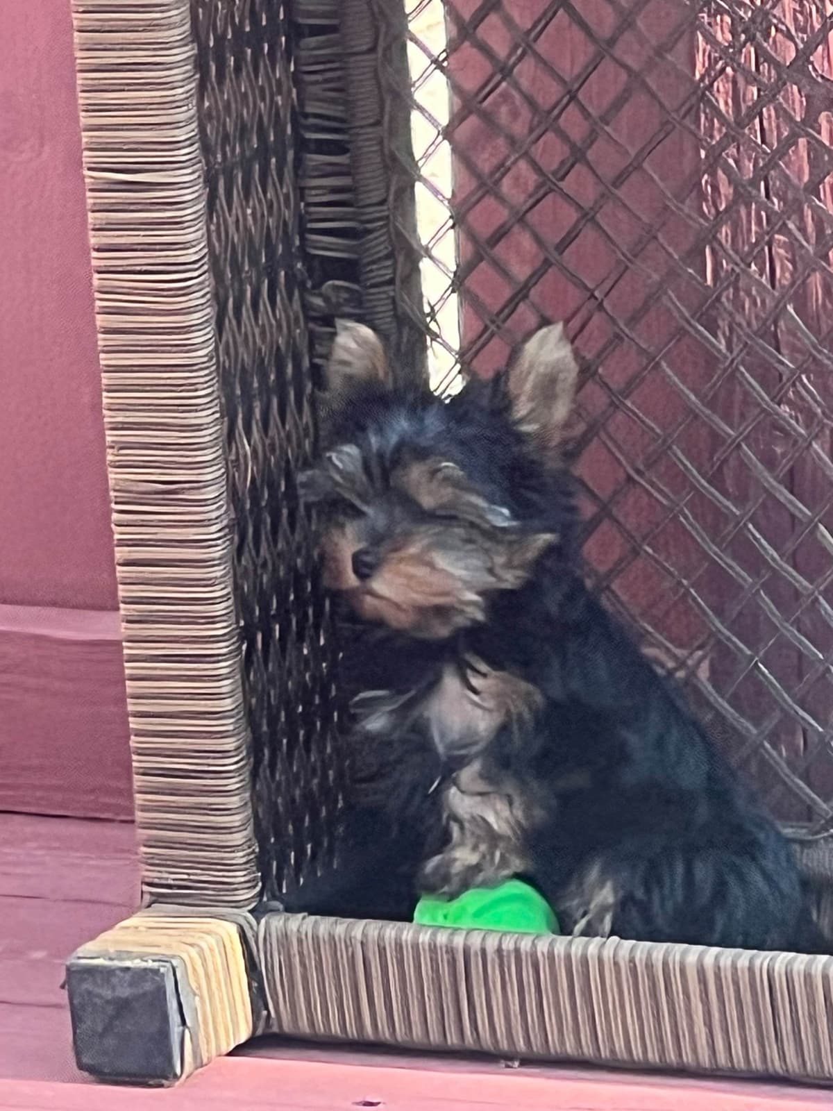 Yorkshire Terrier Blue and Gold Female  Puppy breeder image 7