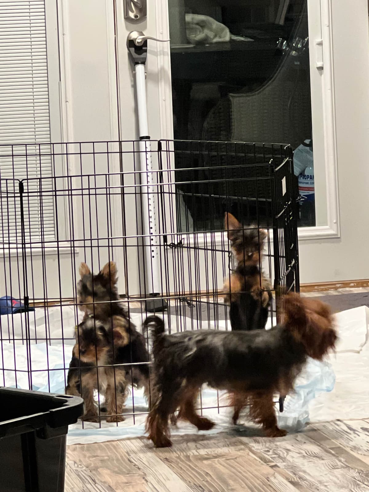 Yorkshire Terrier Blue and Gold Female  Puppy breeder image 8