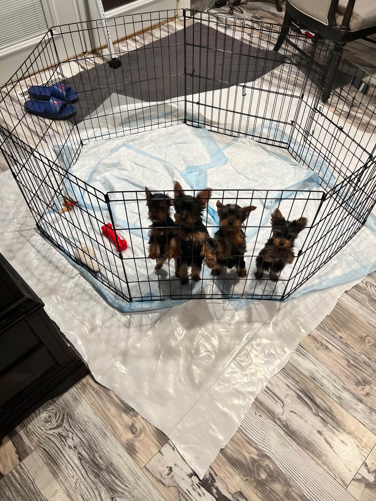 Yorkshire Terrier Blue and Gold Female  Puppy breeder image 11