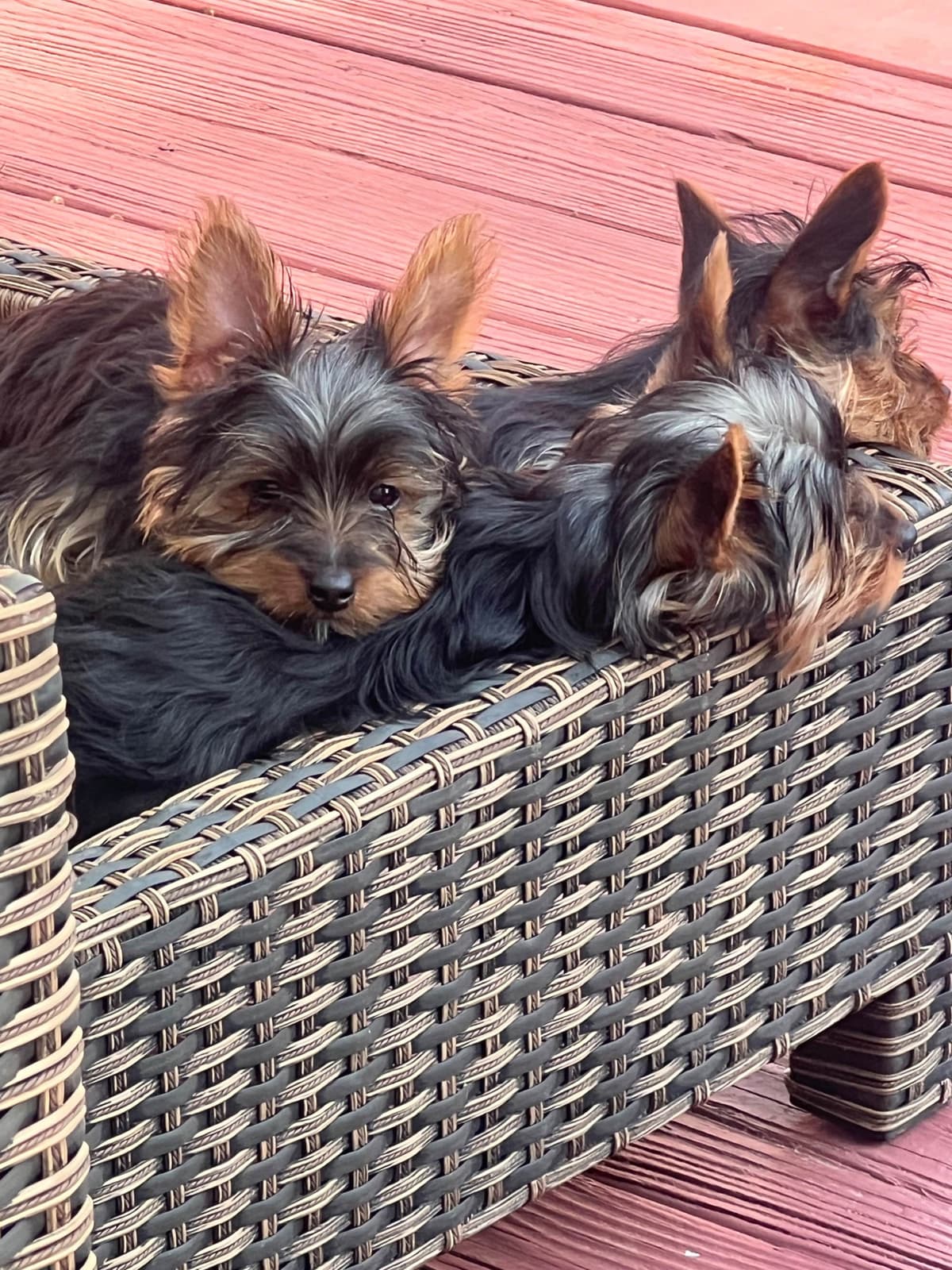 Yorkshire Terrier Blue and Gold Female  Puppy breeder image 10