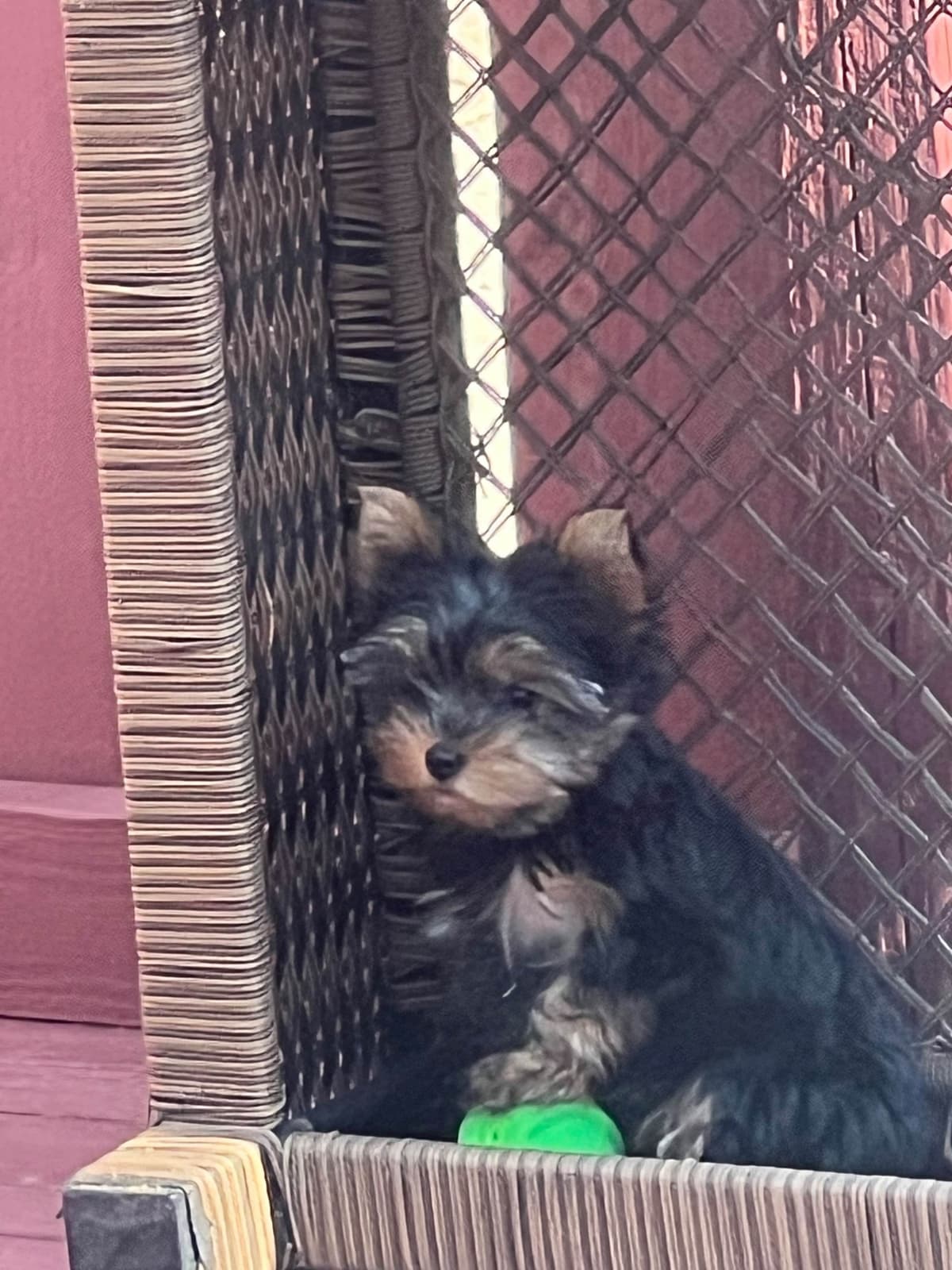 Yorkshire Terrier Blue and Gold Female  Puppy breeder image 14