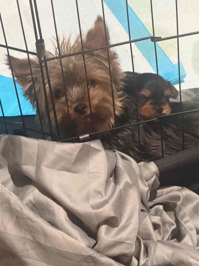 Yorkshire Terrier Blue and Gold Female  Puppy media 3