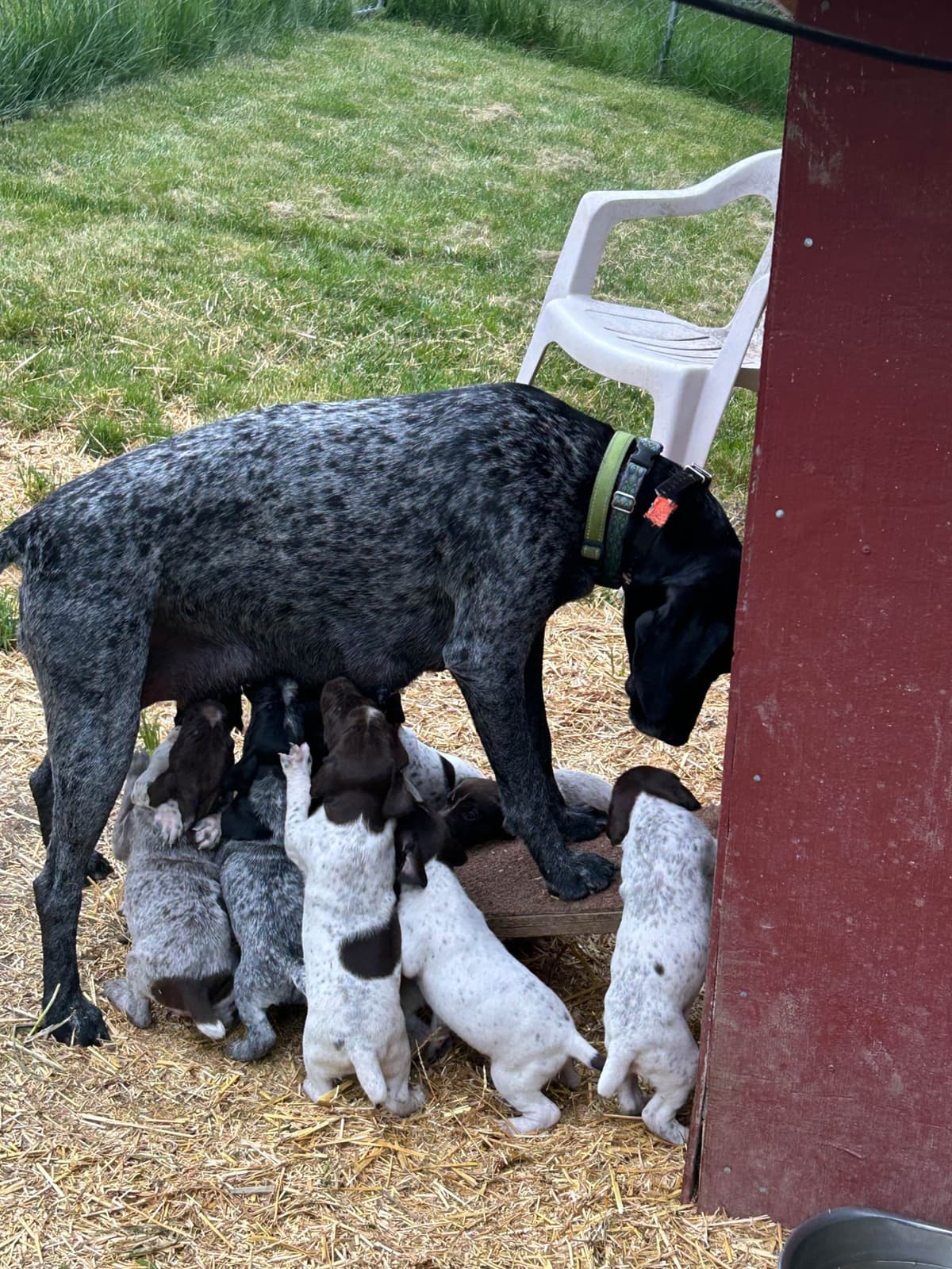 German Shorthaired Pointer Puppies breeder image 3