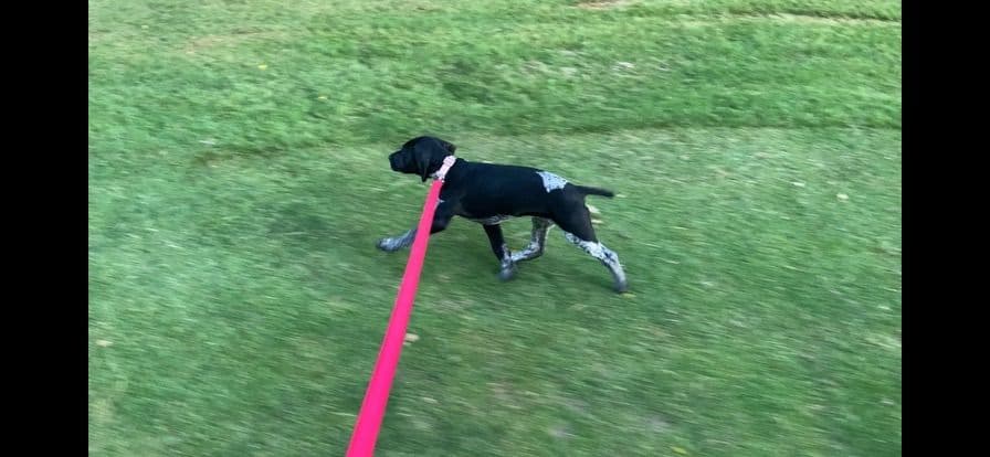 German Shorthaired Pointer Puppies breeder image 4