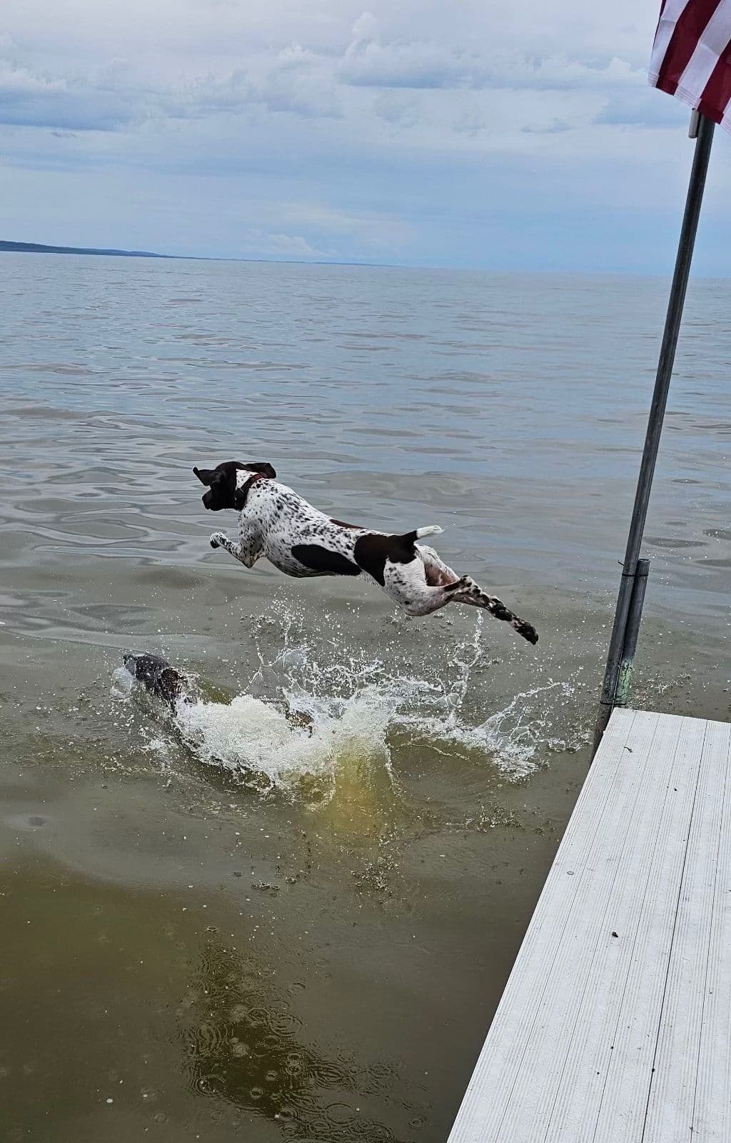 German Shorthaired Pointer Puppies breeder image 6