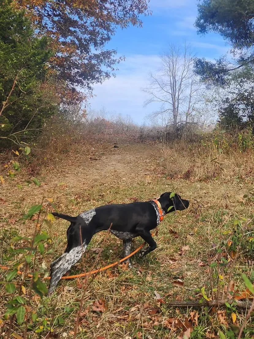 German Shorthaired Pointer Puppies breeder image 7