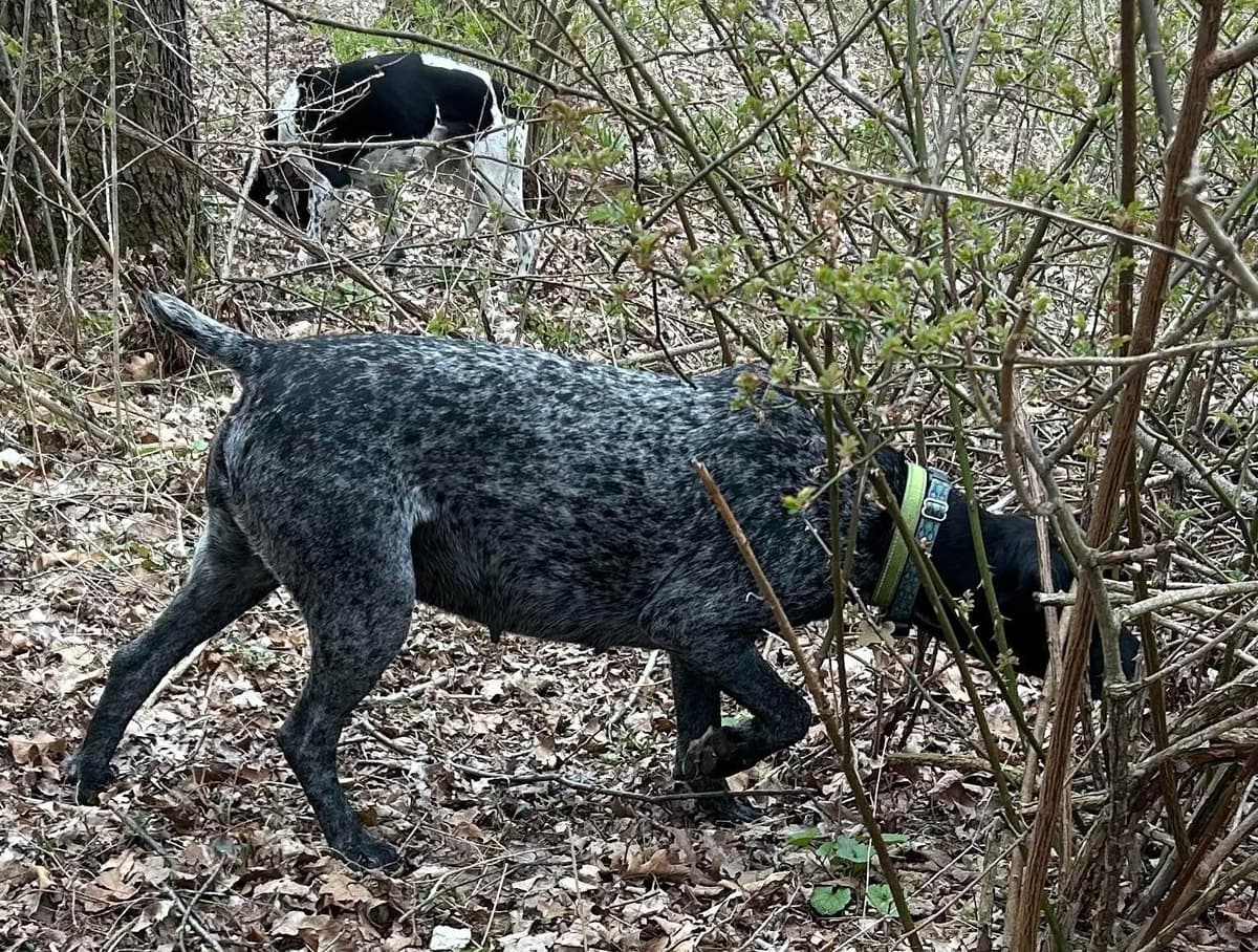 German Shorthaired Pointer Puppies breeder image 8
