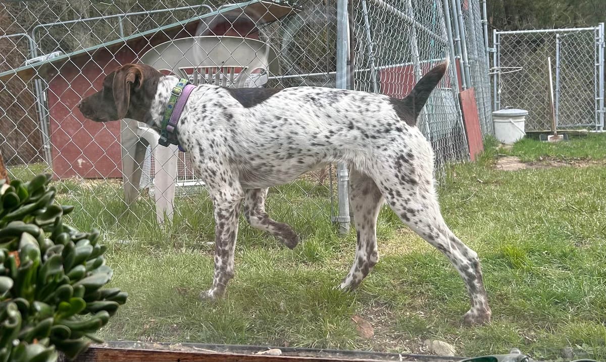 German Shorthaired Pointer Puppies breeder image 10
