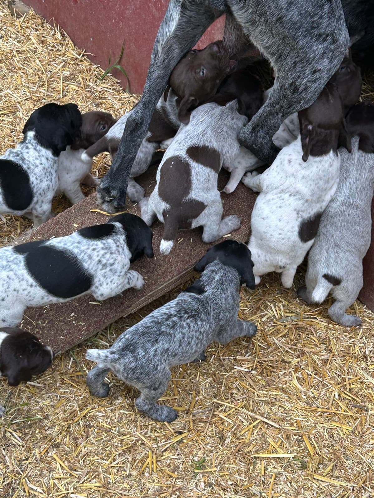 German Shorthaired Pointer Puppies breeder image 13