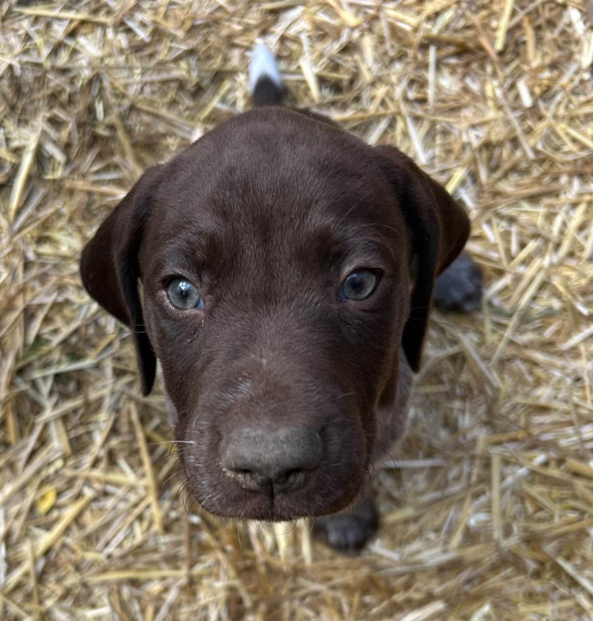 German Shorthaired Pointer Puppies breeder image 15