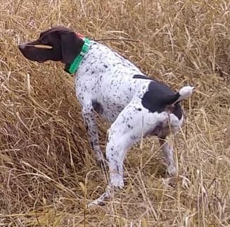 German Shorthaired Pointer Puppies breeder image 16