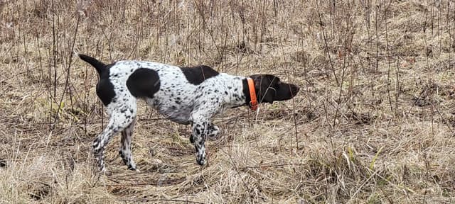German Shorthaired Pointer Puppies media 3