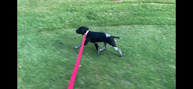 German Shorthaired Pointer Puppies media 5